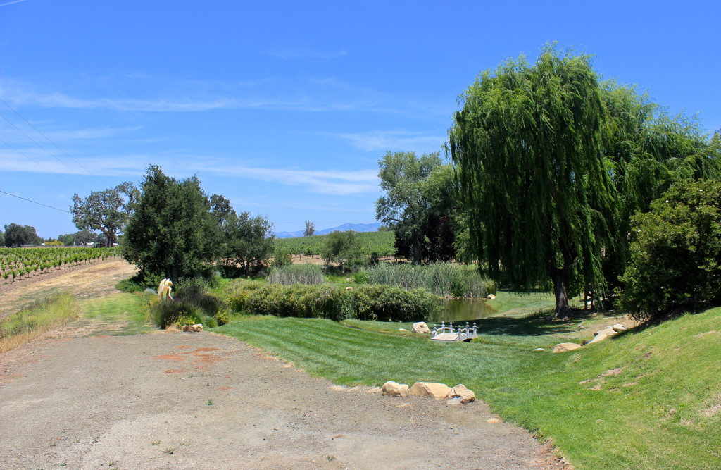 Beckmen Vineyards - view from tasting porch | Wander & Wine