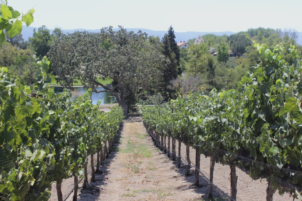 Vineyards | Wander & Wine