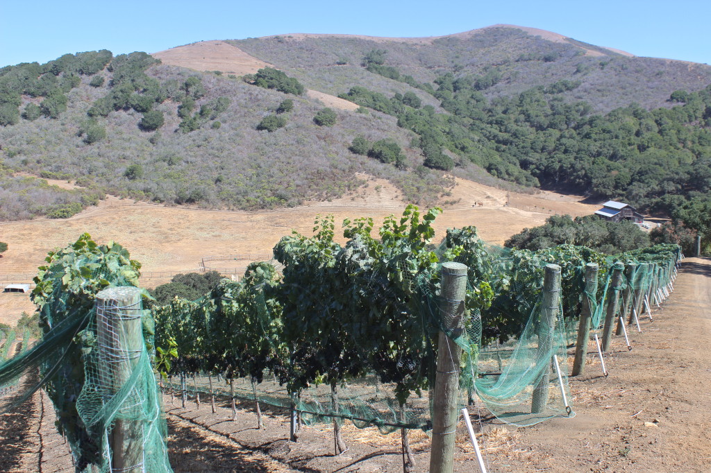 JCR Vineyards vines - Lompoc | Wander & Wine