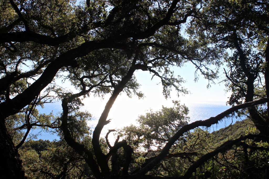 Big Sur | Wander & Wine