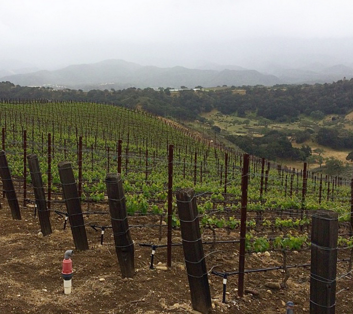 Why Santa Barbara is a great place for wine | Wander & Wine