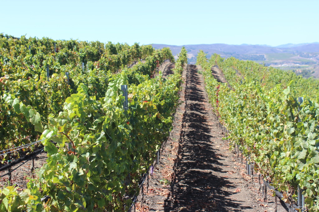 Wenzlau Vineyards in Sta Rita Hills | Wander & Wine