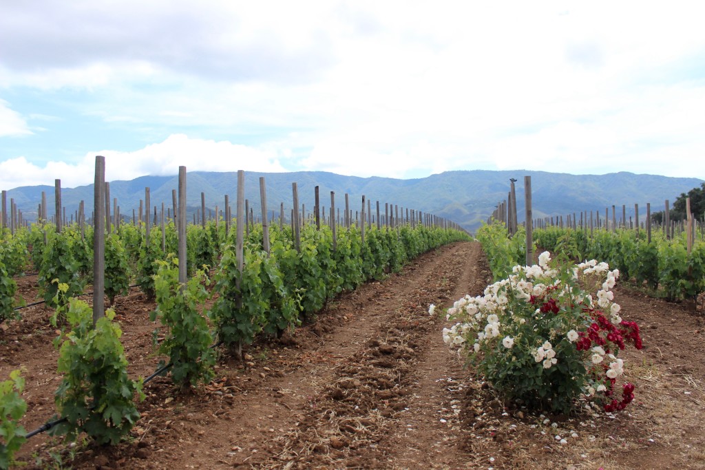 Grimm's Bluff Winery, Happy Canyon - Santa Ynez Valley | Wander & Wine