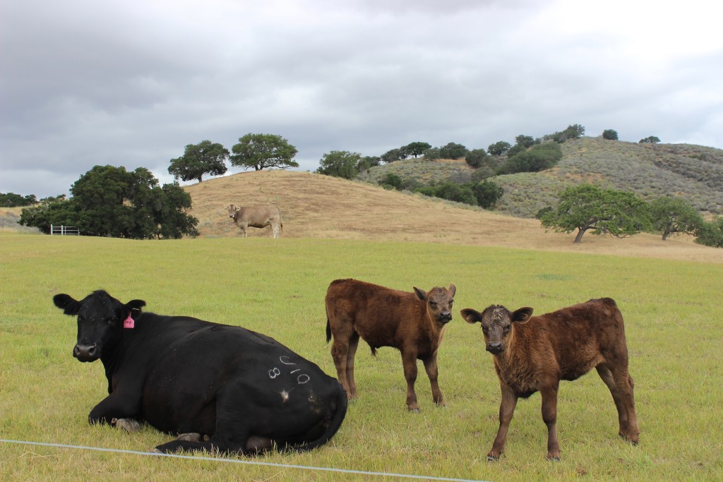 Grimm's Bluff Winery, Happy Canyon - Santa Ynez Valley | Wander & Wine