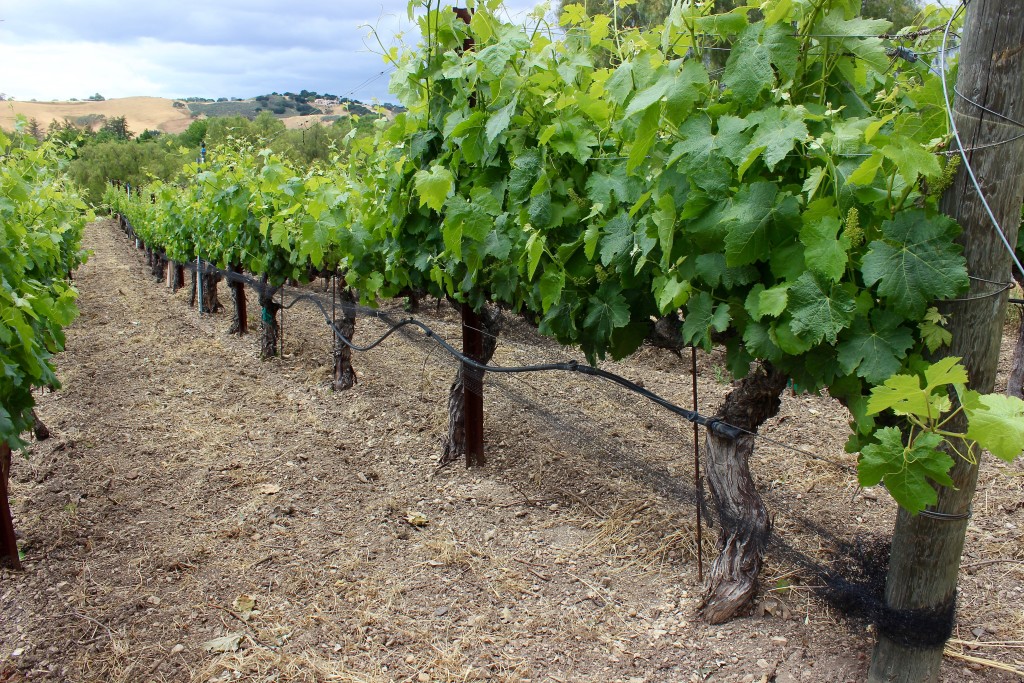 Solminer Wines, Santa Ynez Valley | Wander & Wine