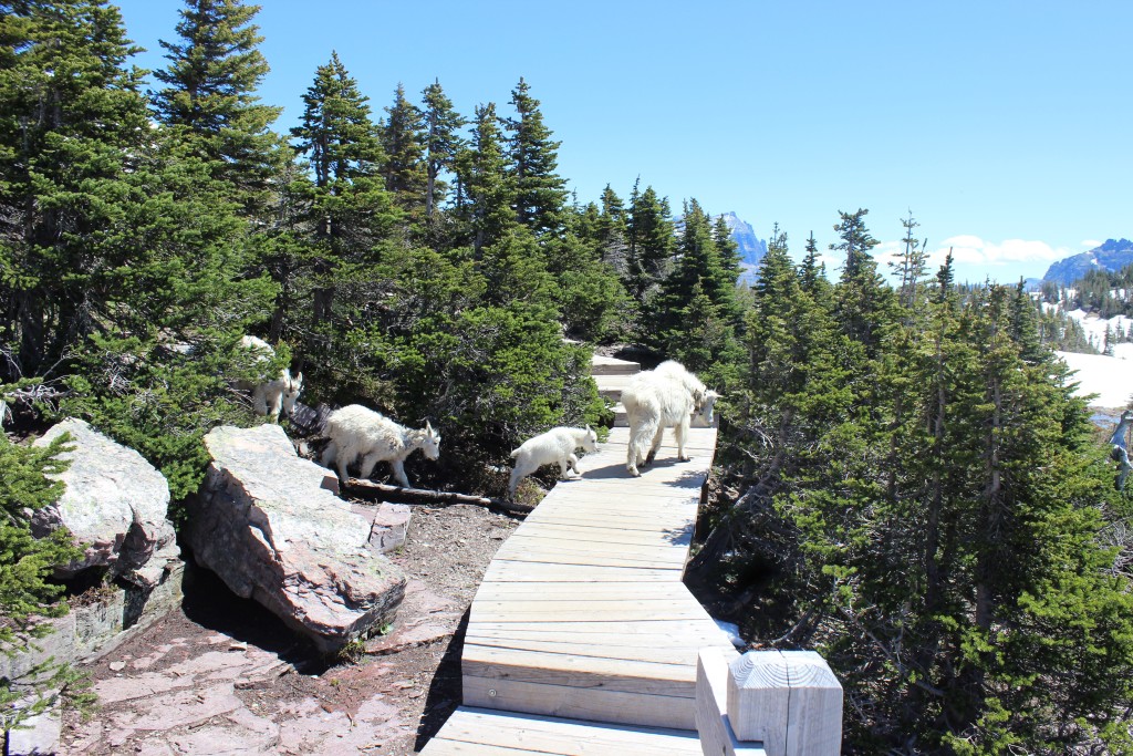 Snapshots of Glacier National Park, Montana | Wander & Wine