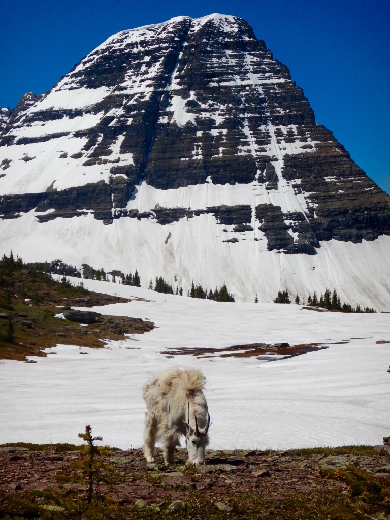 Snapshots of Glacier National Park, Montana | Wander & Wine