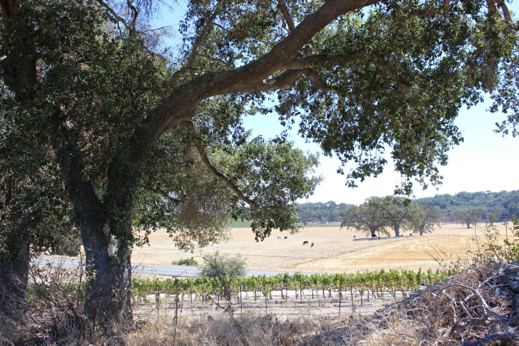 Guide to Paso Robles Wineries | Wander & Wine