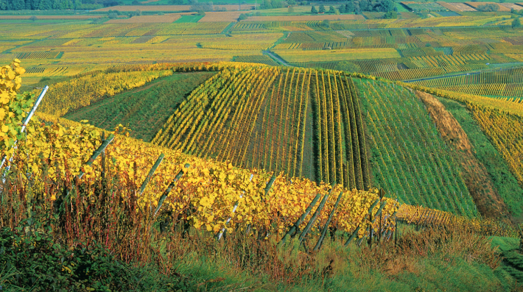 Gewurztraminer from Alsace | Wander & Wine
